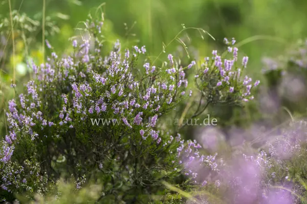 Fokus-Natur Bild
