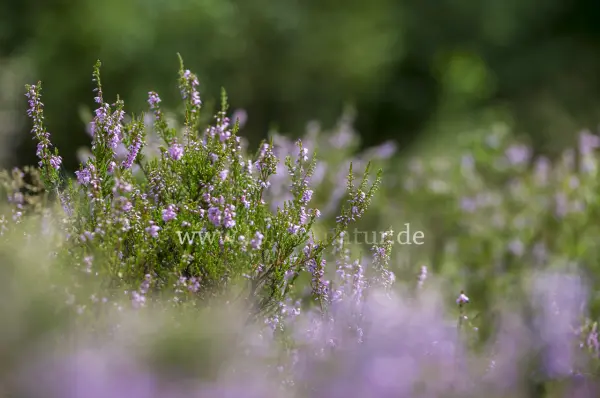 Fokus-Natur Bild