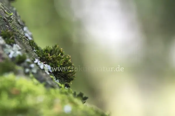 Fokus-Natur Bild