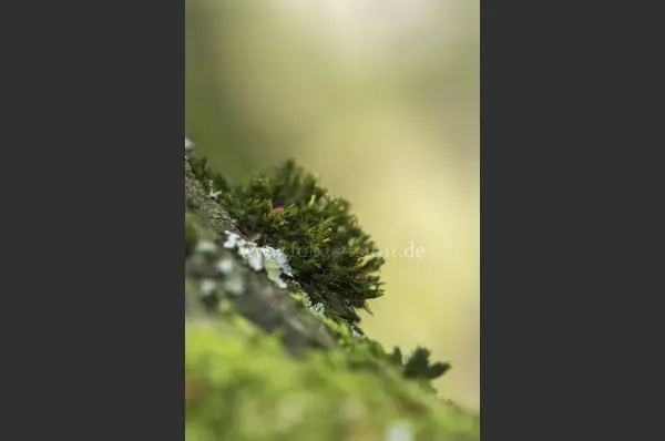 Fokus-Natur Bild