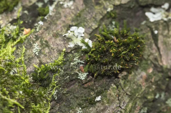 Fokus-Natur Bild