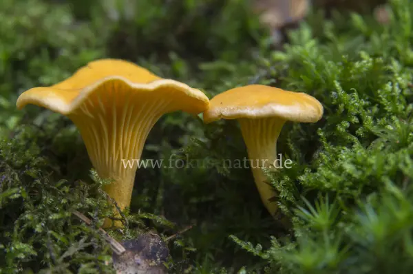Fokus-Natur Bild
