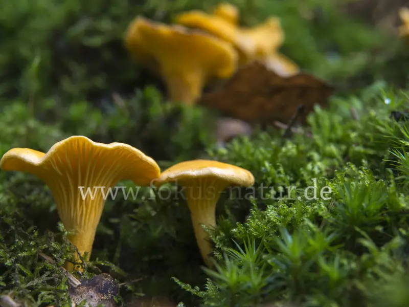 25070
