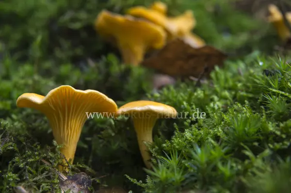 Fokus-Natur Bild