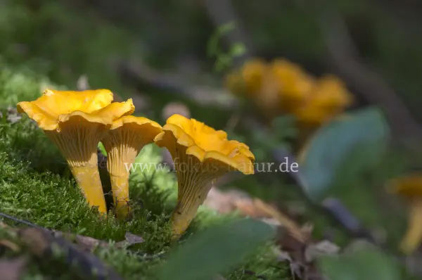 Fokus-Natur Bild