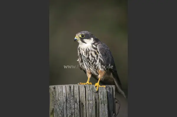 Fokus-Natur Bild