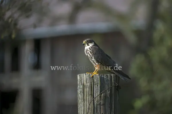 Fokus-Natur Bild