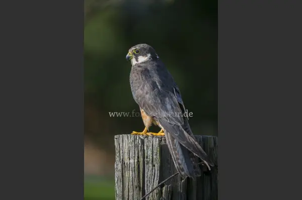 Fokus-Natur Bild