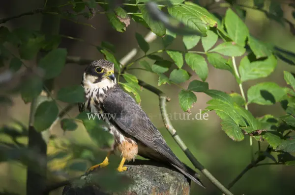 Fokus-Natur Bild