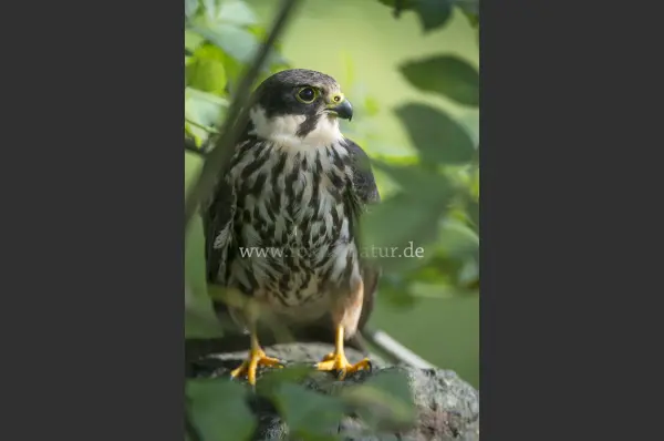 Fokus-Natur Bild
