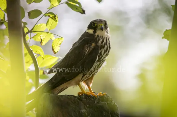 Fokus-Natur Bild