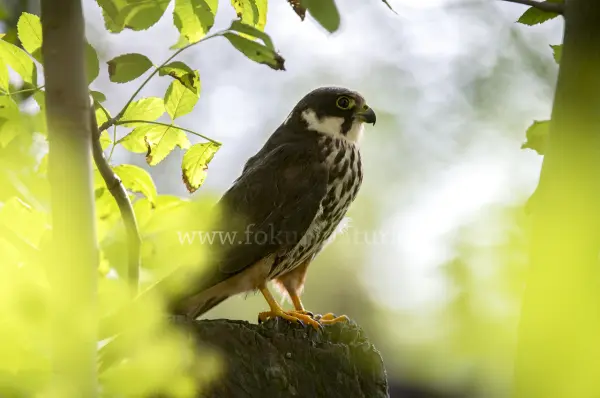Fokus-Natur Bild