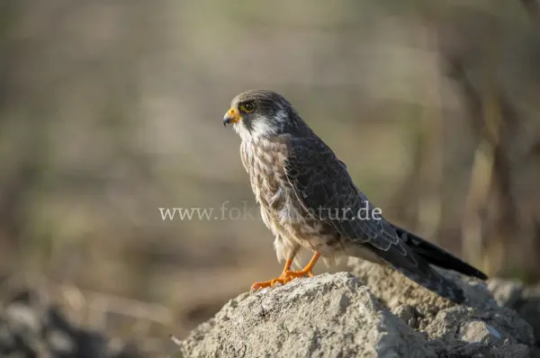 Fokus-Natur Bild