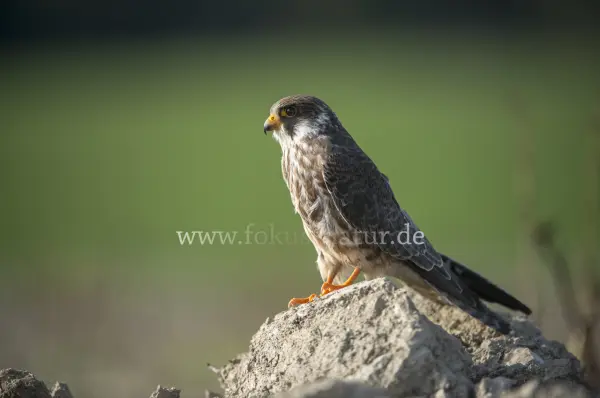 Fokus-Natur Bild