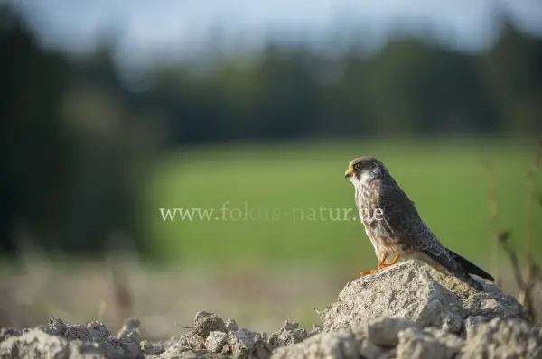 Fokus-Natur Bild