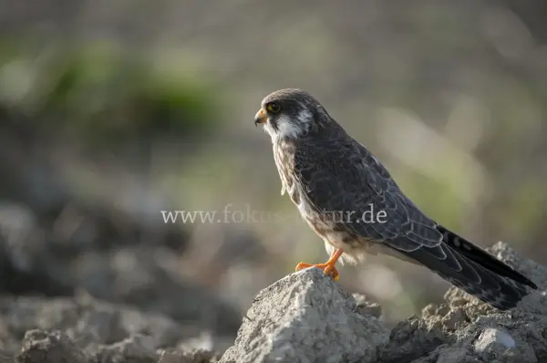 Fokus-Natur Bild