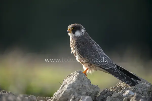 Fokus-Natur Bild