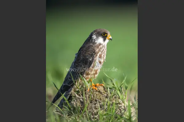 Fokus-Natur Bild