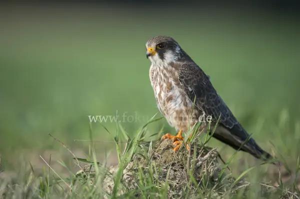 Fokus-Natur Bild
