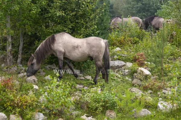 Fokus-Natur Bild