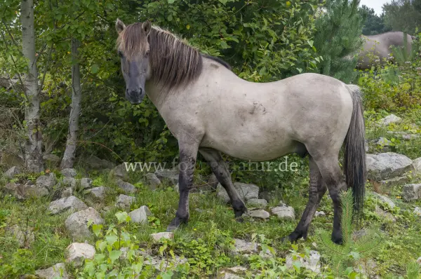 Fokus-Natur Bild