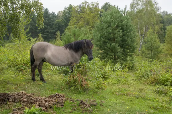 Fokus-Natur Bild