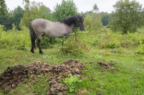 Fokus-Natur Bild