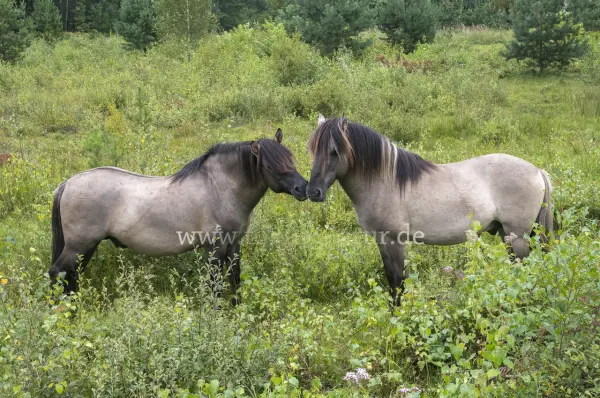 Fokus-Natur Bild