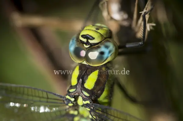 Fokus-Natur Bild