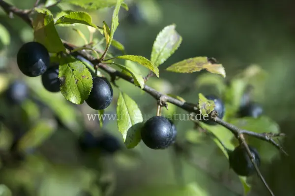 Fokus-Natur Bild