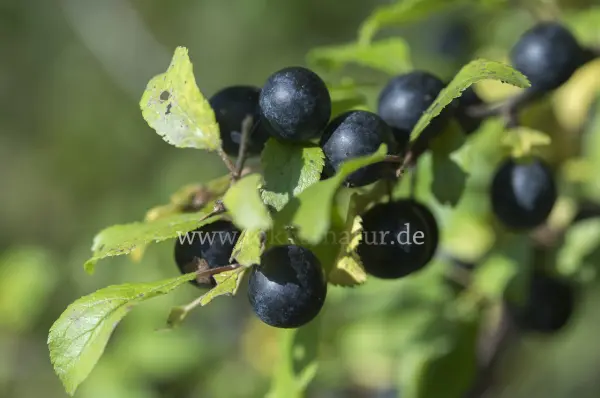 Fokus-Natur Bild