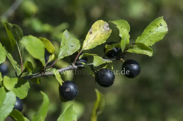Fokus-Natur Bild