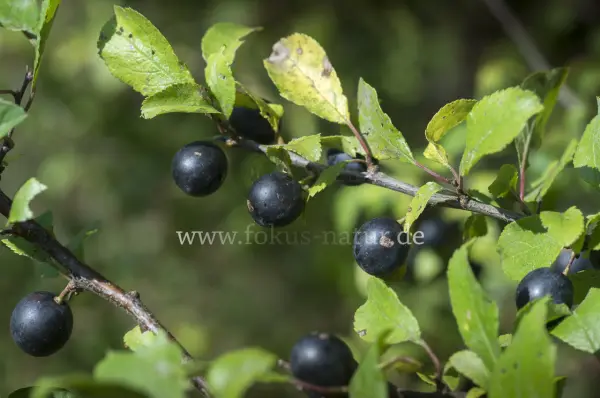 Fokus-Natur Bild