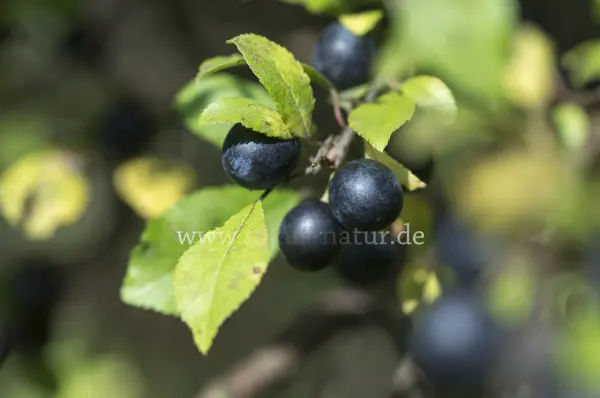 Fokus-Natur Bild