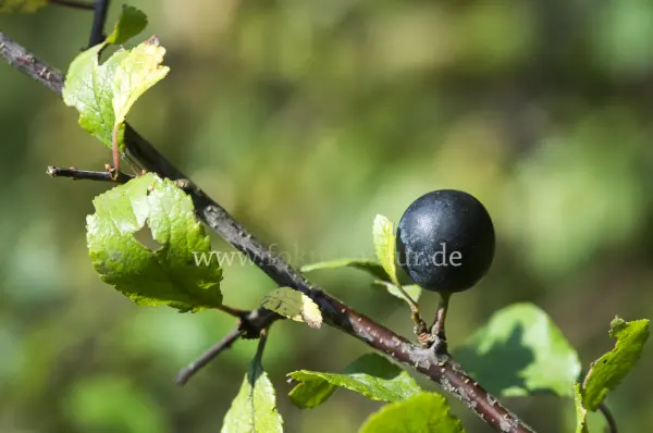 Fokus-Natur Bild