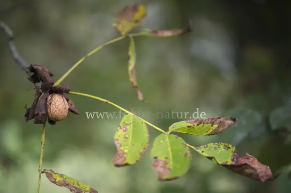Fokus-Natur Bild