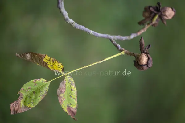 Fokus-Natur Bild