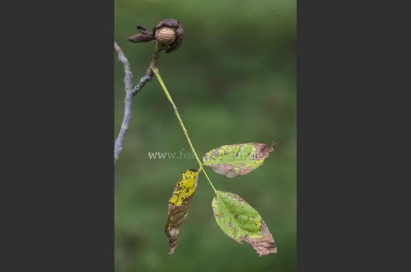 Fokus-Natur Bild