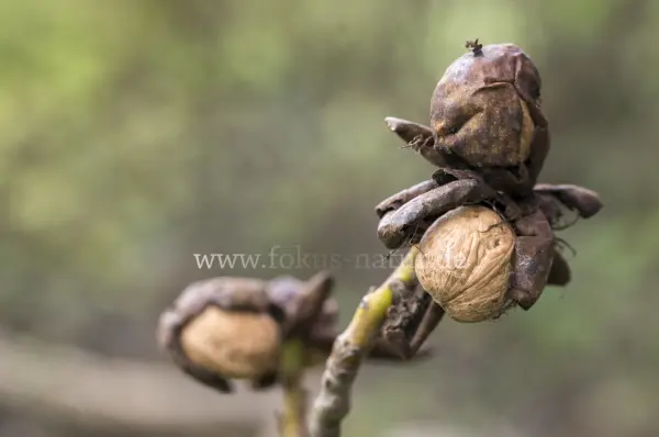 Fokus-Natur Bild