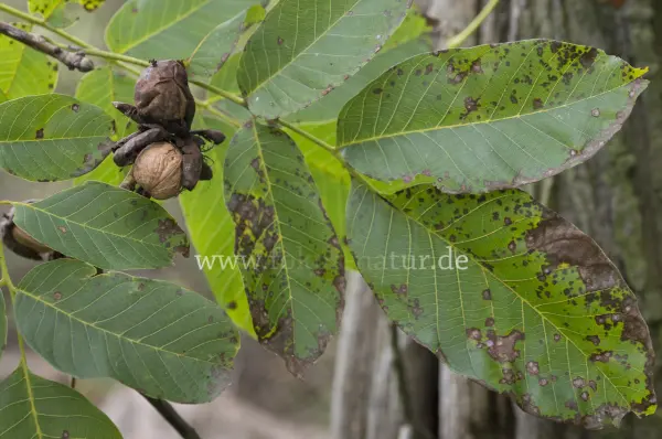 Fokus-Natur Bild