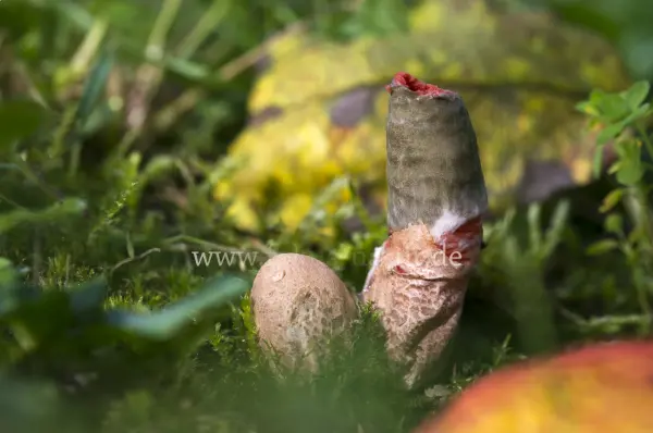 Fokus-Natur Bild