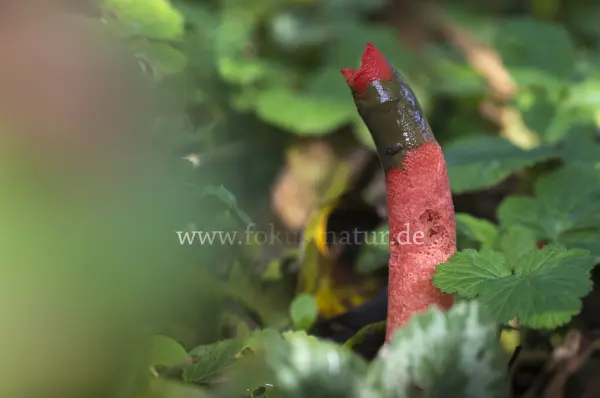 Fokus-Natur Bild