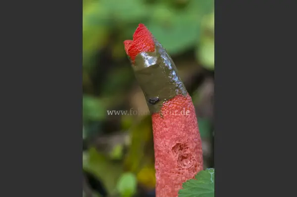 Fokus-Natur Bild