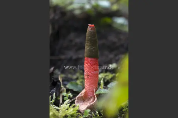 Fokus-Natur Bild