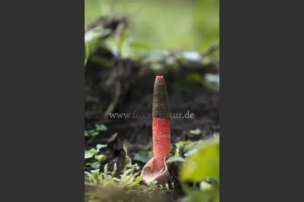 Fokus-Natur Bild