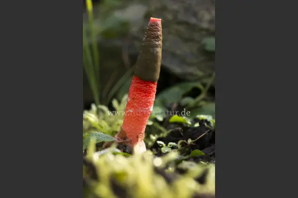 Fokus-Natur Bild