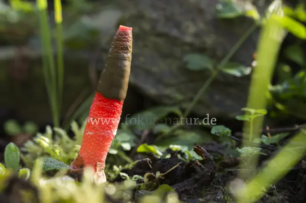 Fokus-Natur Bild