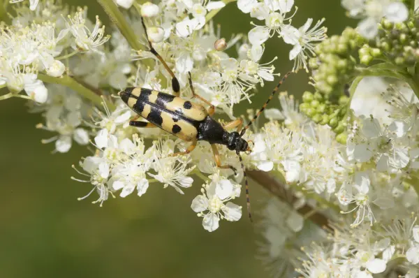 Fokus-Natur Bild