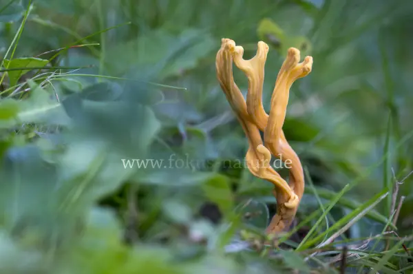 Fokus-Natur Bild