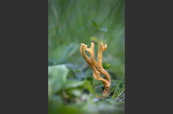Fokus-Natur Bild